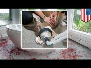 Jeleń włamuje się do domu i zostawia wszędzie mnóstwo krwi.