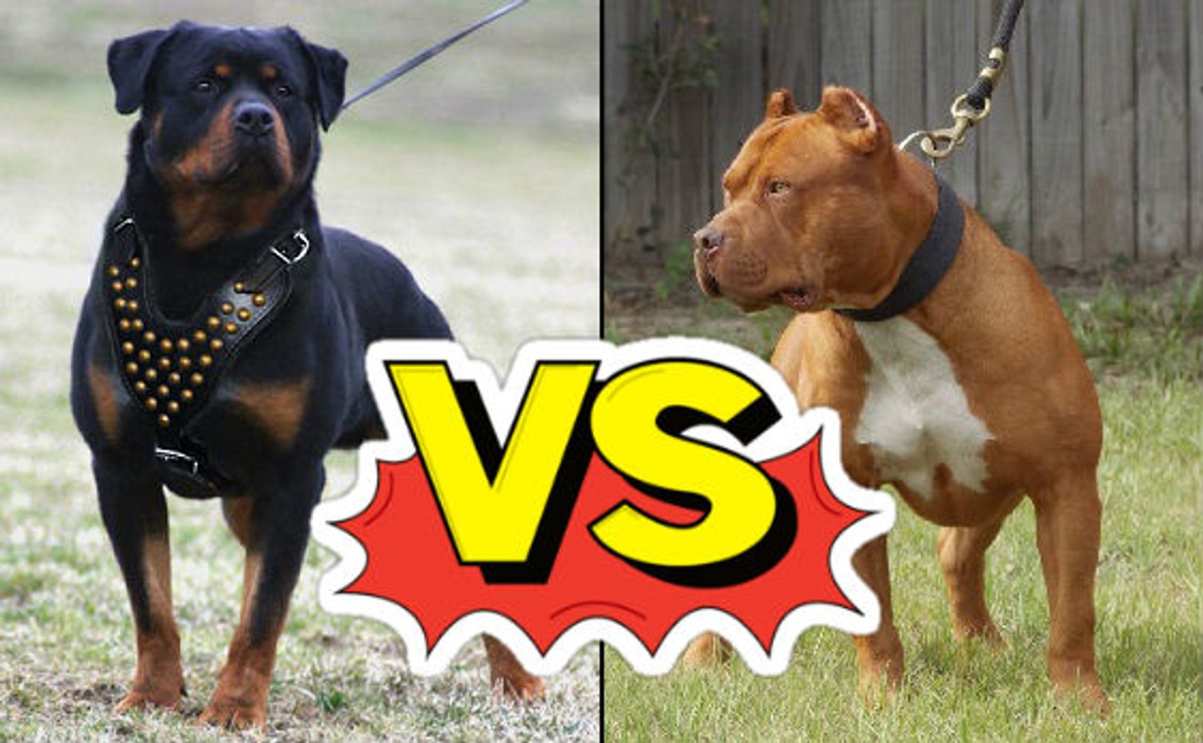 Rottweiler Vs Pitbull Dailymotion Video