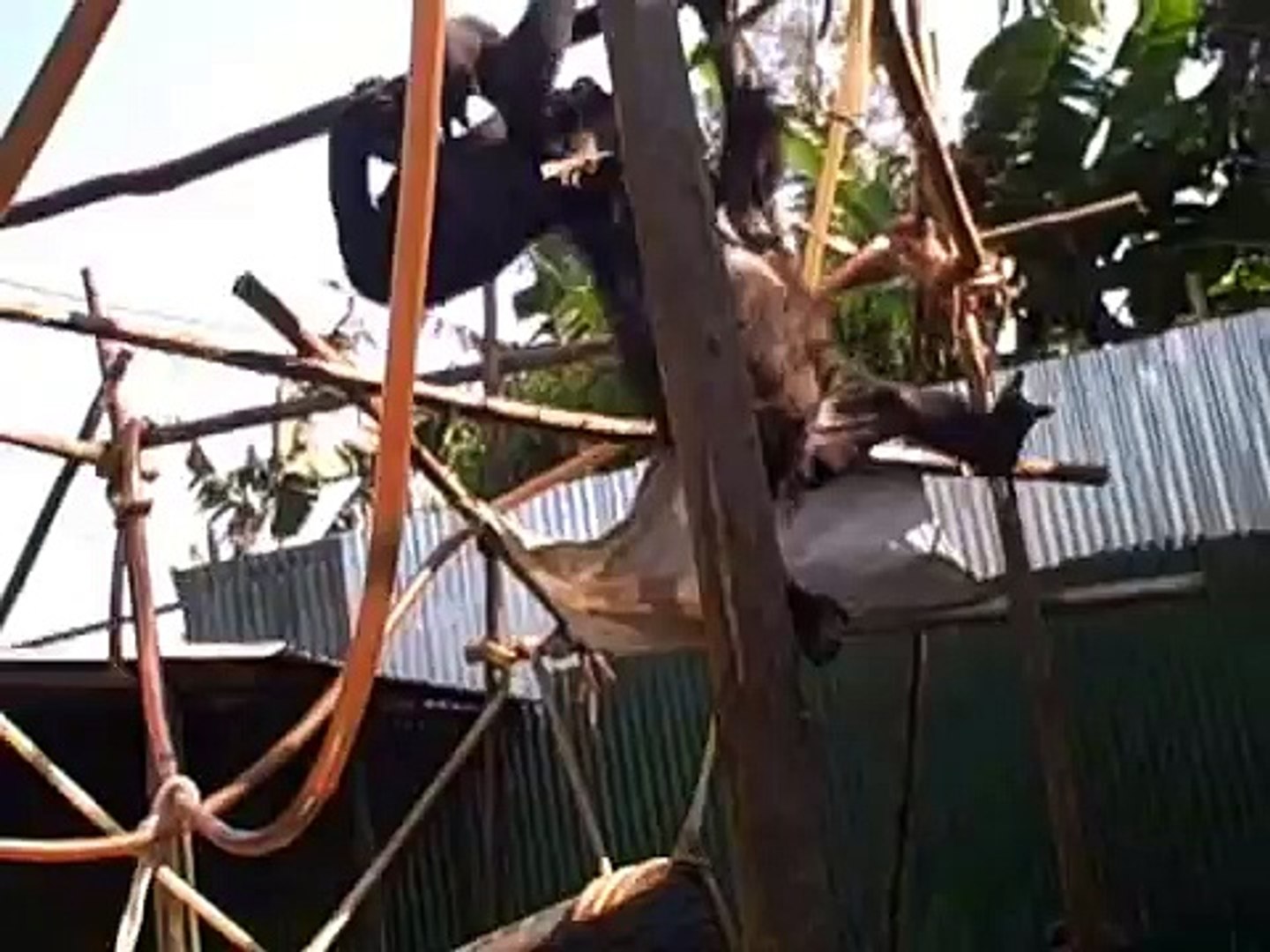 Wrestling Gorillas