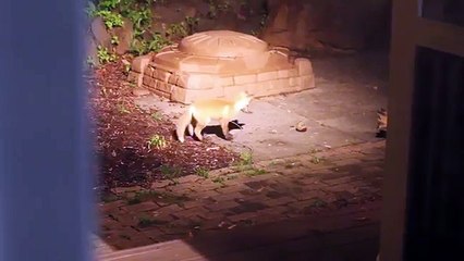 La réaction de ces bébés renards qui se sont retrouvés dans la cour d'une maison avec une balle