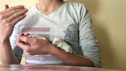 Présentation de la chaîne