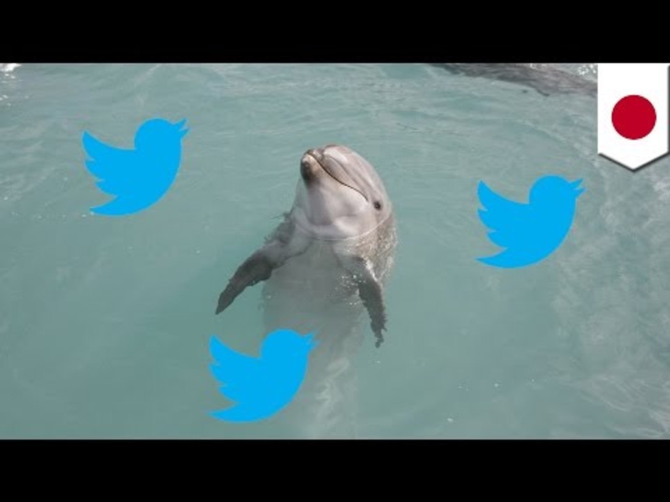 著名人らに反イルカ漁ツイート