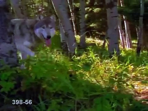 wolf tribute- song: Enya adiemus