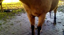 Stichting Paard in Nood: Doc's  dierenarts onderzoek dag van aankomst