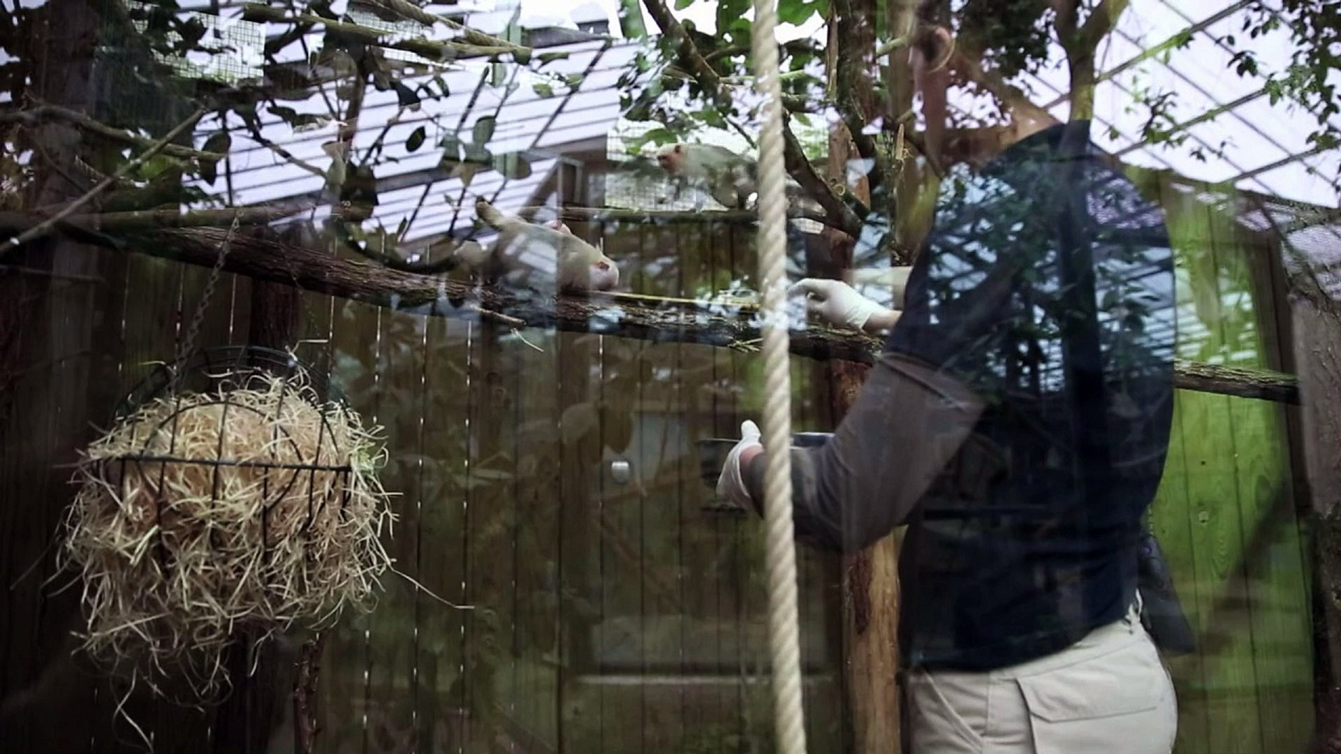 ⁣Seventeen endangered monkeys stolen from French zoo