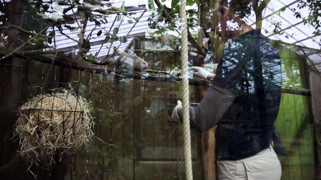 Seventeen endangered monkeys stolen from French zoo