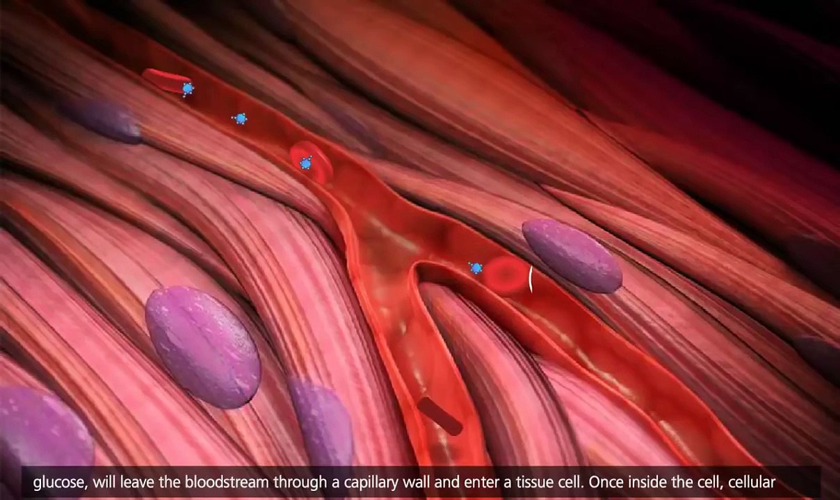 Cellular Respiration: Glycolysis, Krebs cycle, Electron Transport [3D Animation]