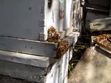 Wasps (Vespa orientalis) attacking Honey bees (Apis mellifera)