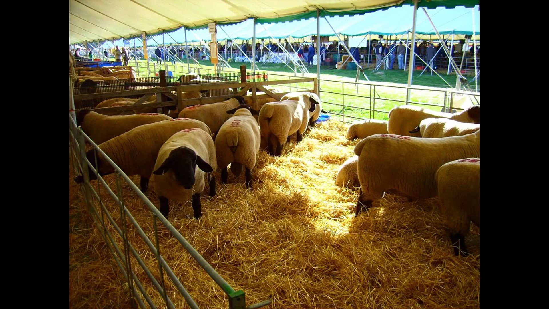 ⁣Suffolk Sheep KELSO SALE 2006