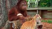 Orangután que adoptó tres cachorros de tigre