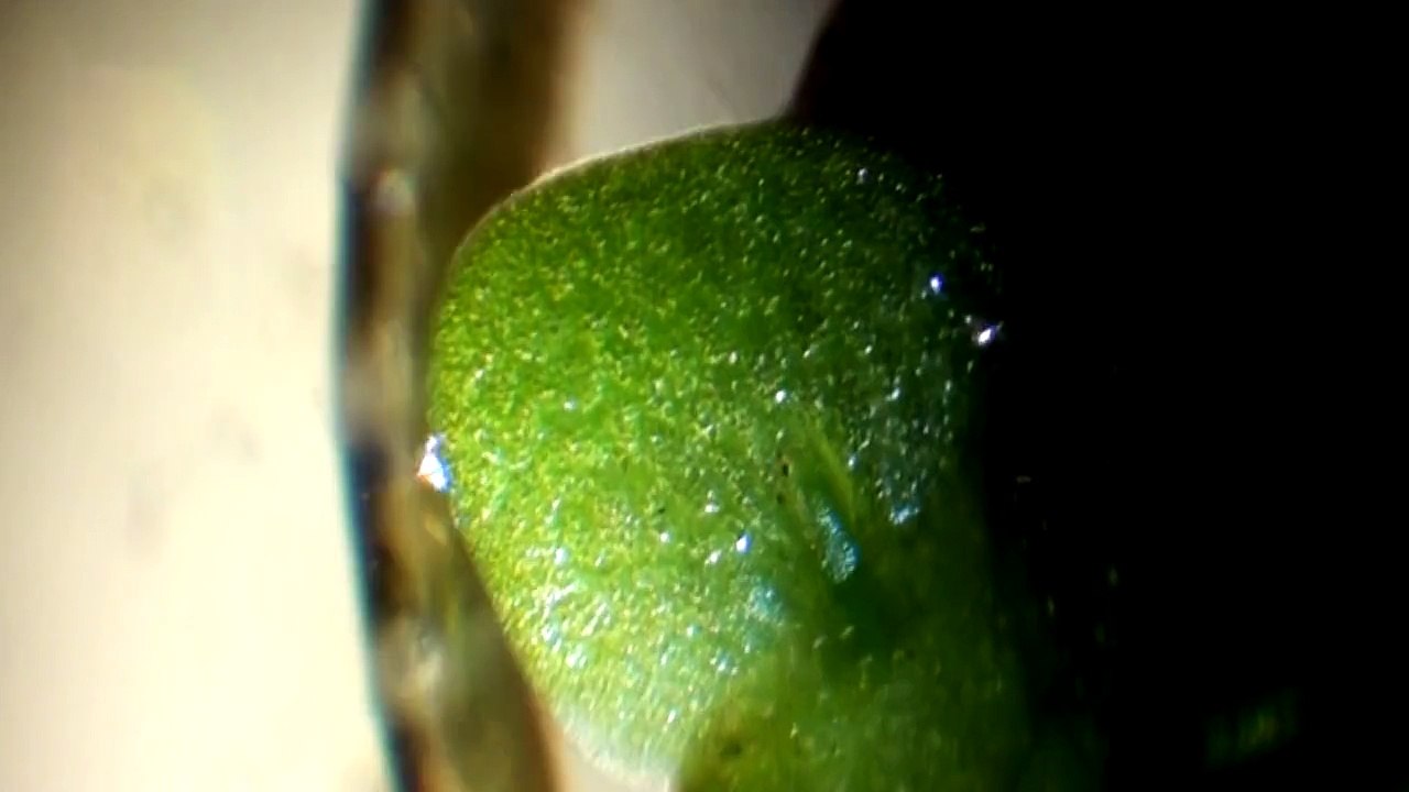 Cyphon variabilis