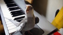 Cute Cockatiel Sing My Neighbor Totoro