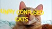 Cute Kitten feel confused Funny cats compilation