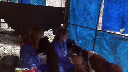 petshoplardan ormana ormanlardan mutluluğa giden yolda bir köpeğin yasadiklari