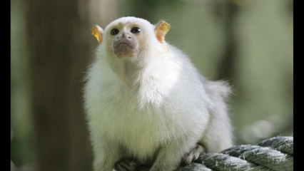 Robo de monos brasileños en Francia