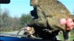Baby baboons on our car at African Lion Safari