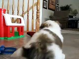 Lhasa Apso Puppies (Mercedes, Houston, & Phoenix)