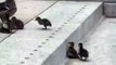 Cute Baby Ducklings Get Stuck Following Mother