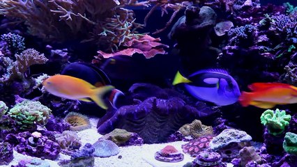 Checking back in on Nathan's Mixed Reef Aquarium - 2013 Update