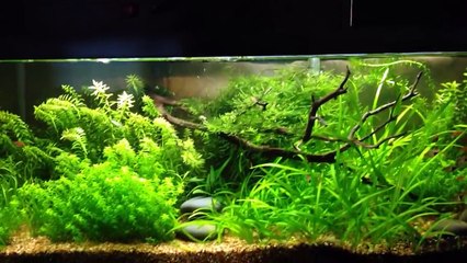 Low tech tank dry fertilizer dosing