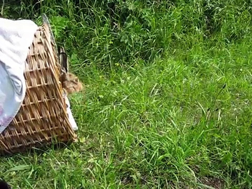 Releasing Beautiful Brown Hare