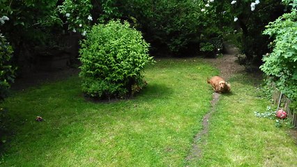 Cockers The Holly's Field harmonie et bébés 2