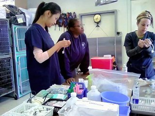 Native American Veterinary Service (NAVS) Documentary Film