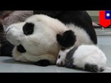 Taipei Zoo to euthanize sick panda Yuan Yuan