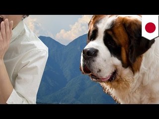 ハイジの村　大型犬が人かむ