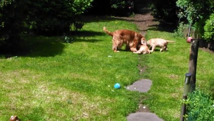 Cockers The Holly's Field harmonie et bébés 1