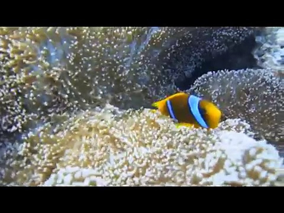 جمال البحر الأحمر
