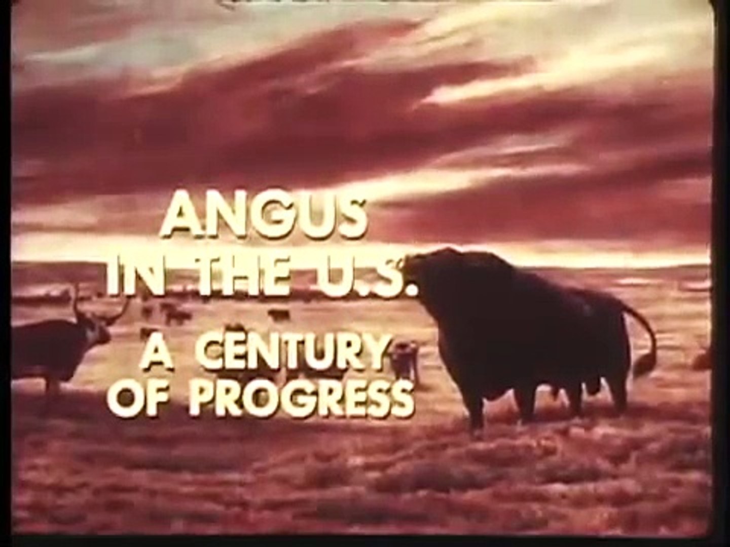 ⁣Angus Cattle History: The History of the Angus Breed in America