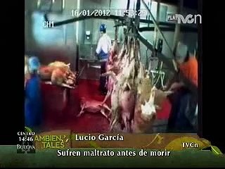 Video descubre tortura contra animales en un rastro de Australia