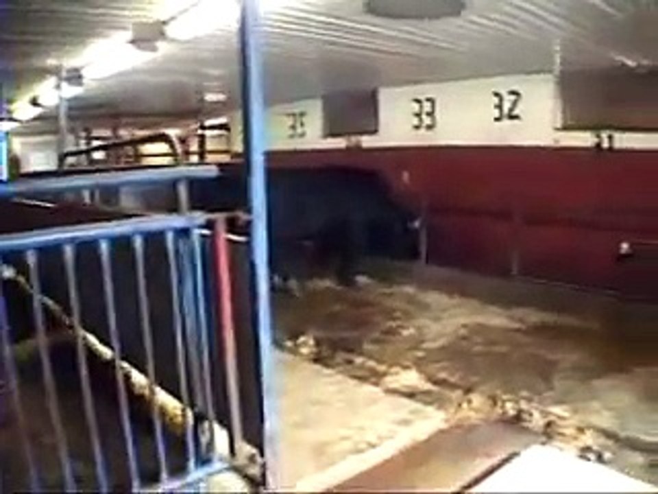 Cattle Slaughter 2 video Dailymotion