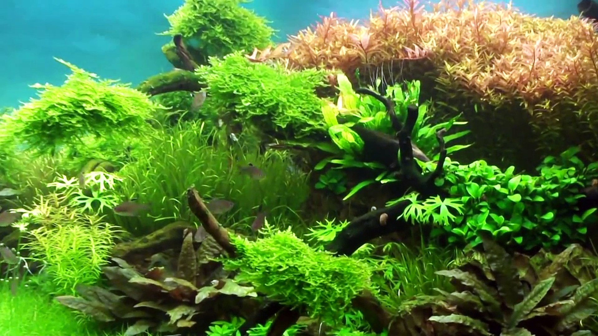 Aquascape Forgotten World 2 Video Dailymotion