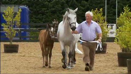 Connemara Pony World 2011