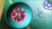 Science in Action: Deadly Dengue Virus | California Academy of Sciences