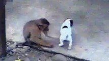 Monkey Laughing At Dog?syndication=228326
