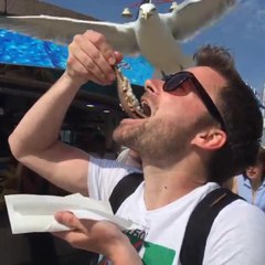 Un goéland vole le poisson d'un homme