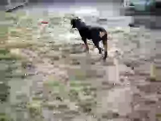 Acceleration - Betti style