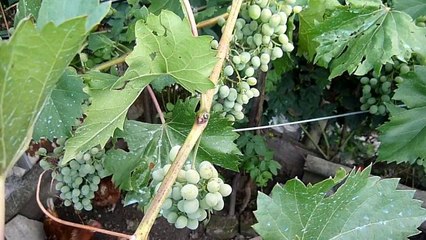 Chickens - top 10 facts [Kokoške - top 10 činjenica]