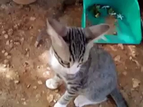 [Betisier] Compil Chutes et fail de chats ! (compilation gag falls cat) !