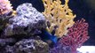 240 gallons saltwater aquarium - naso annularis blueface puffer