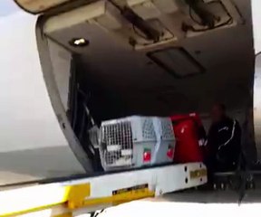 Atatürk Havalimanı apronunda kedi isyanı