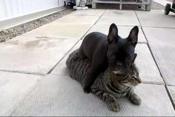 Друзья на всю жизнь