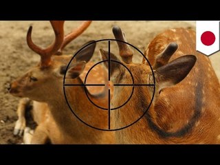 シカ猟で誤射　男性撃たれ死亡