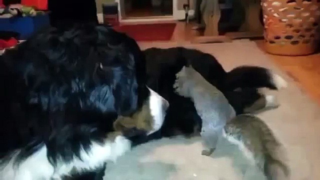 Un écureuil trouve une cachette insolite pour son gland. Hilarant !