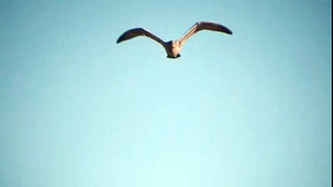 Amazing Slow Motion Bird Fly
