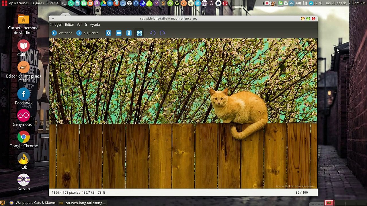Pack Wallpapers Cats & Kittens (Gatos y Gatitos) - (1366 x 768).