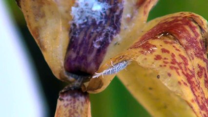 Was tun gegen Wollläuse - Orchideen